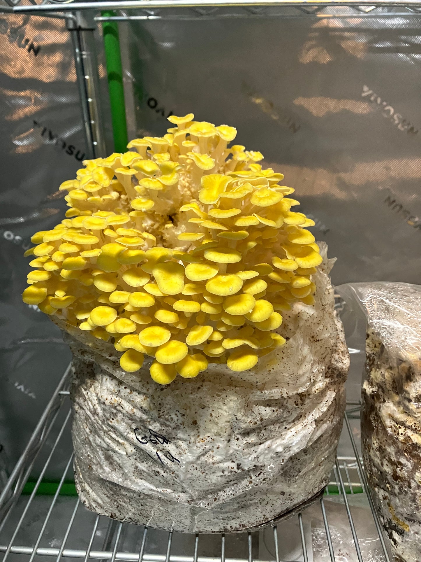 Oyster Mushrooms