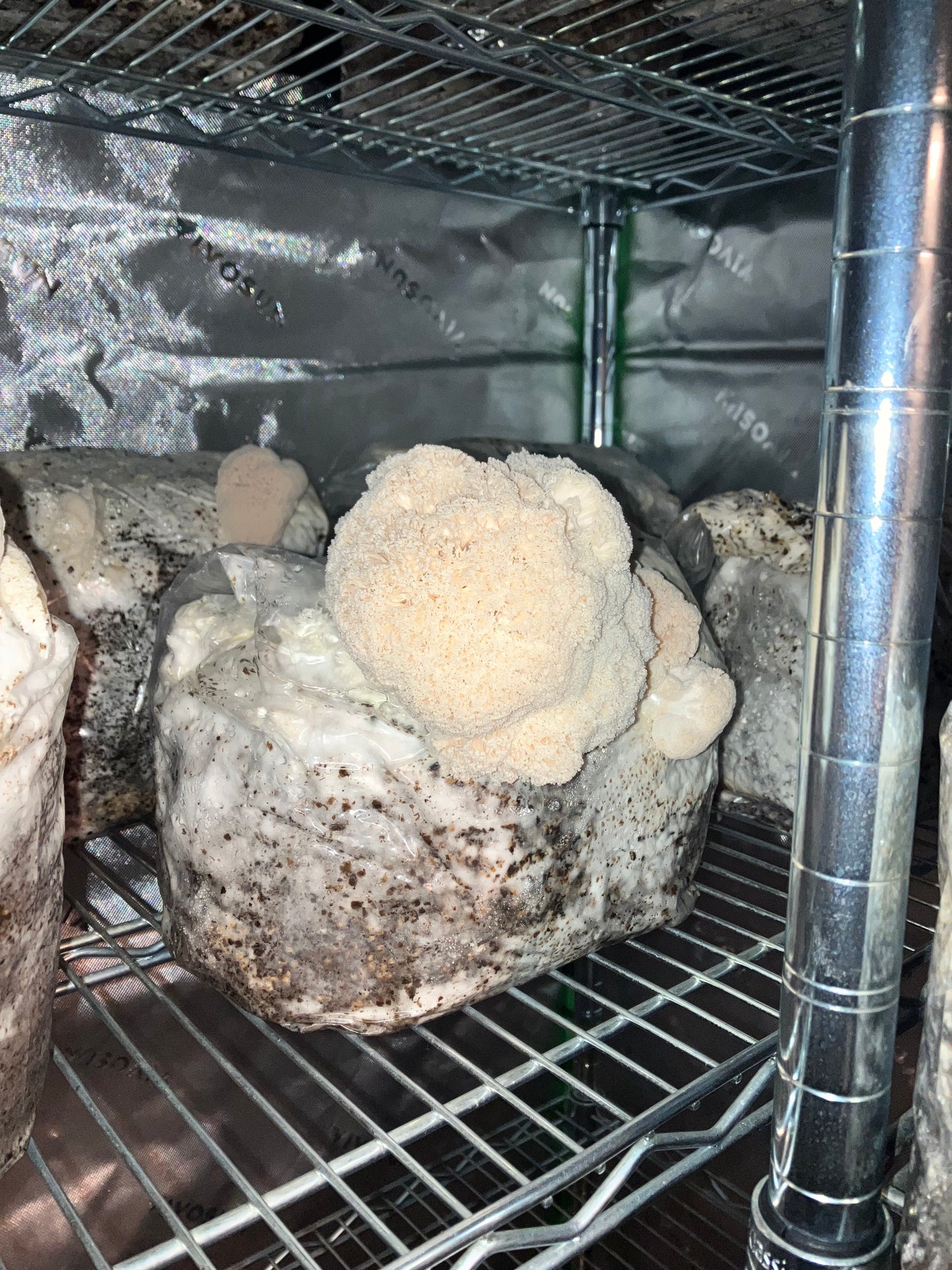 Ready-to-Grow Bags