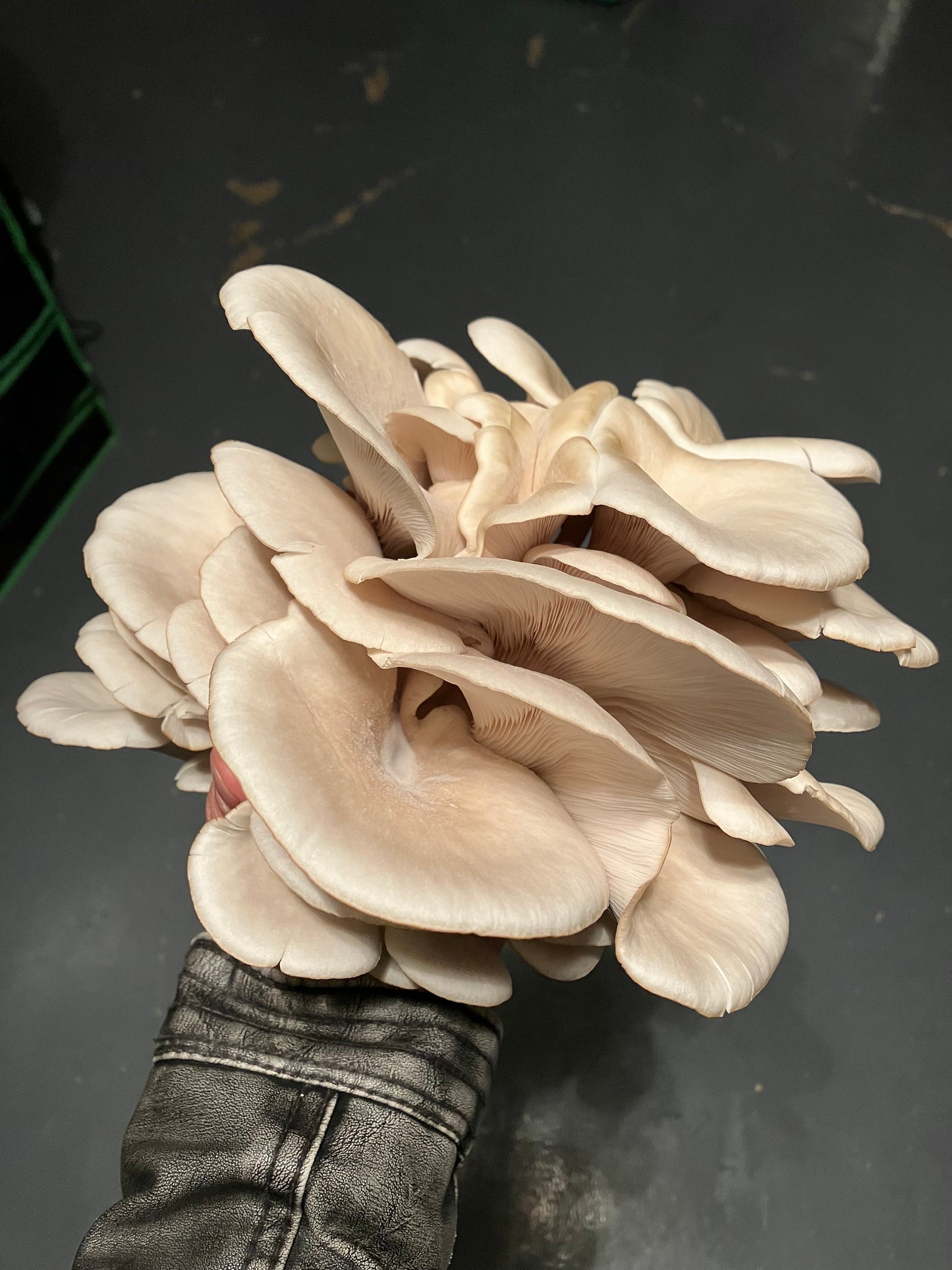Oyster Mushrooms