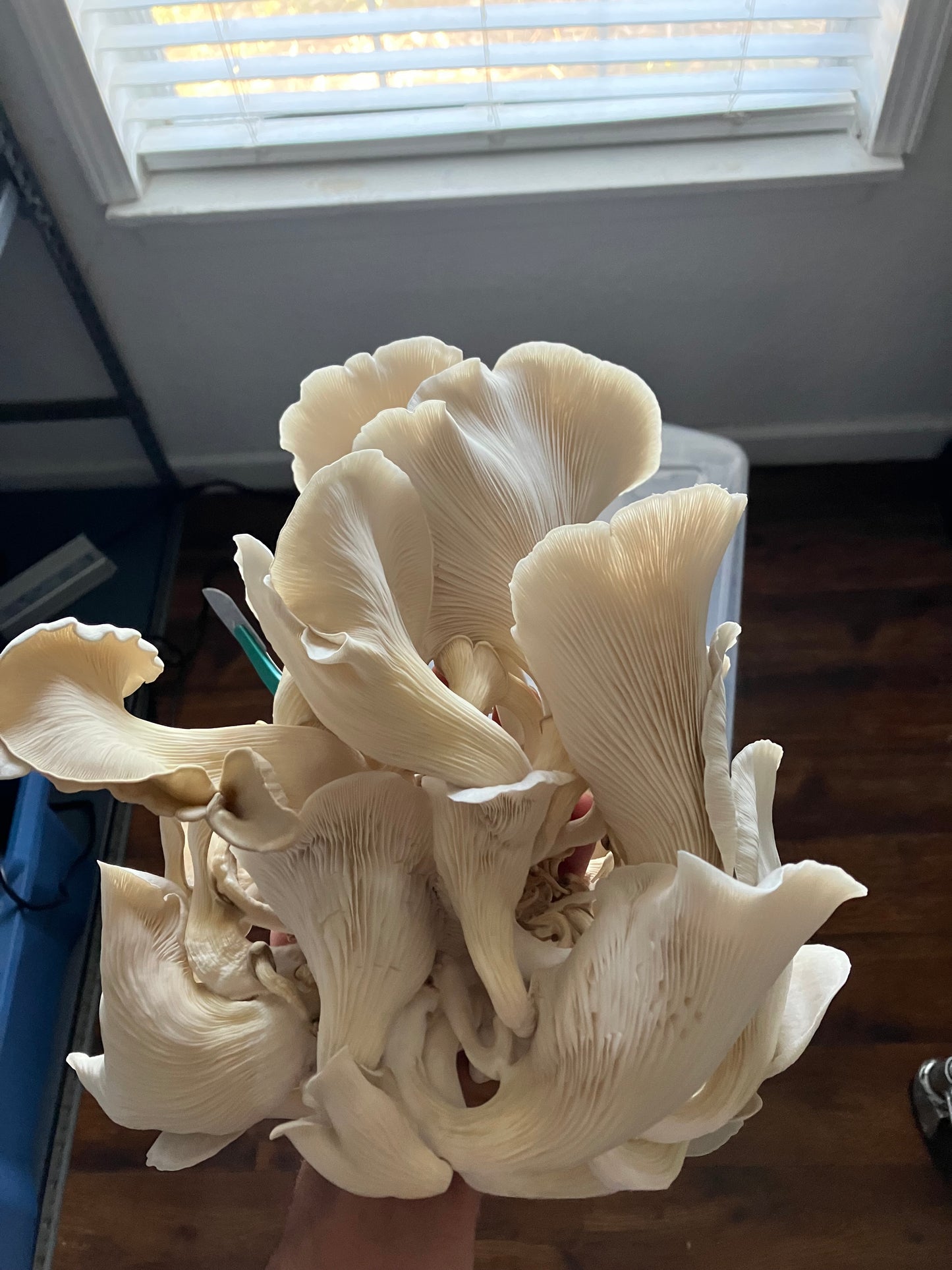 Oyster Mushrooms