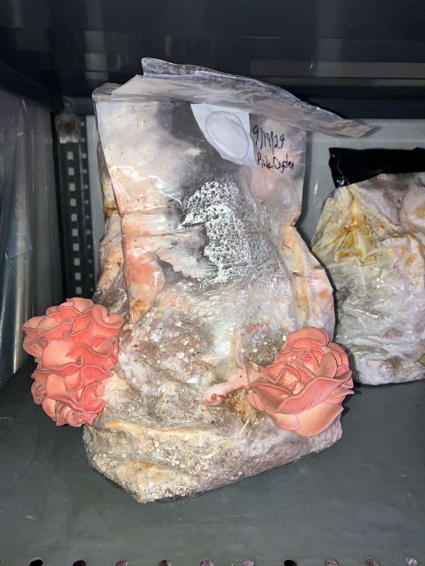 Ready-to-Grow Bags