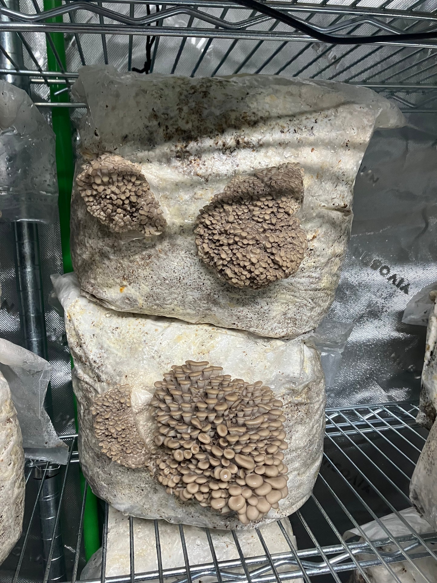 Ready-to-Grow Bags