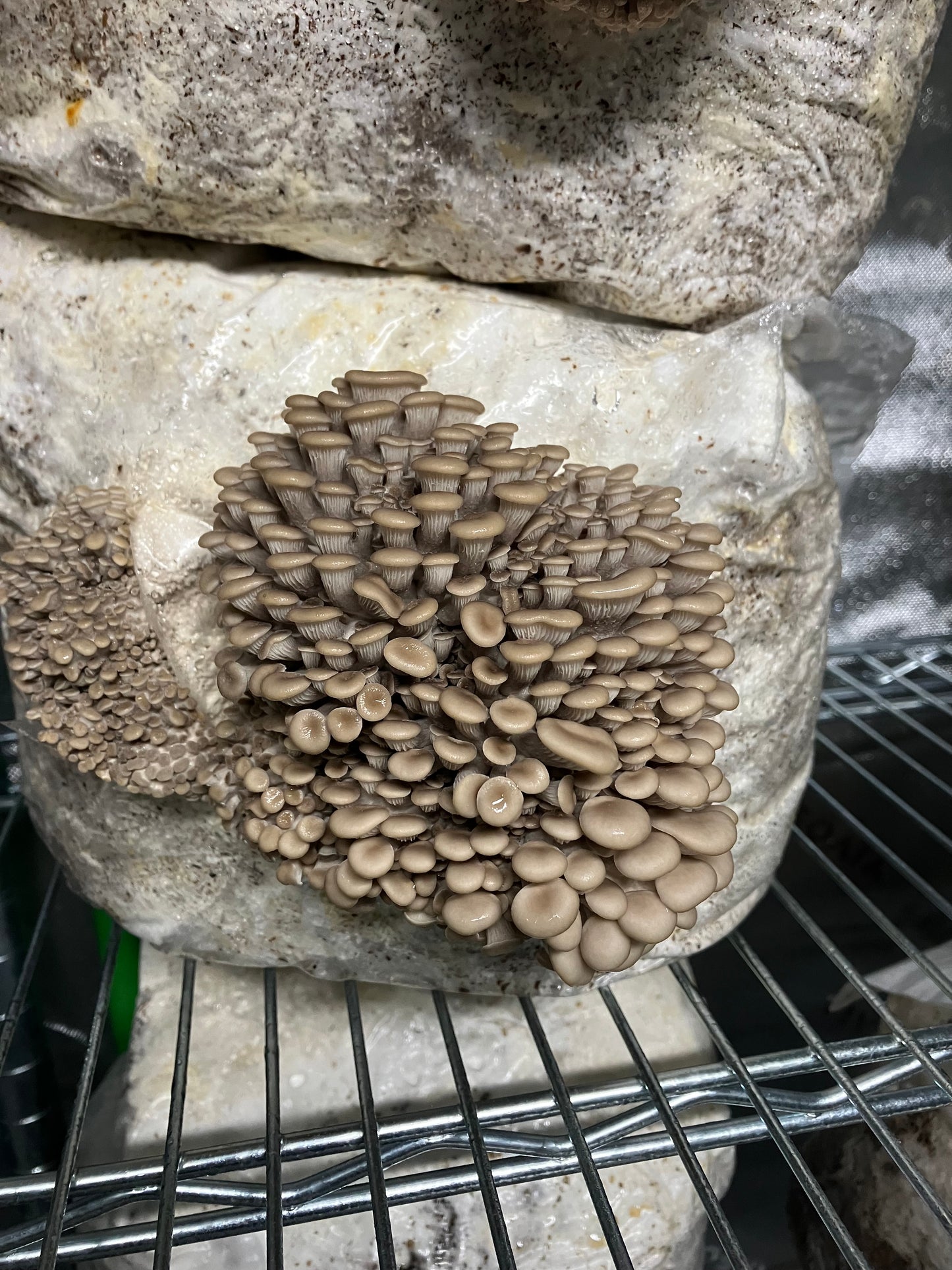 Ready-to-Grow Bags