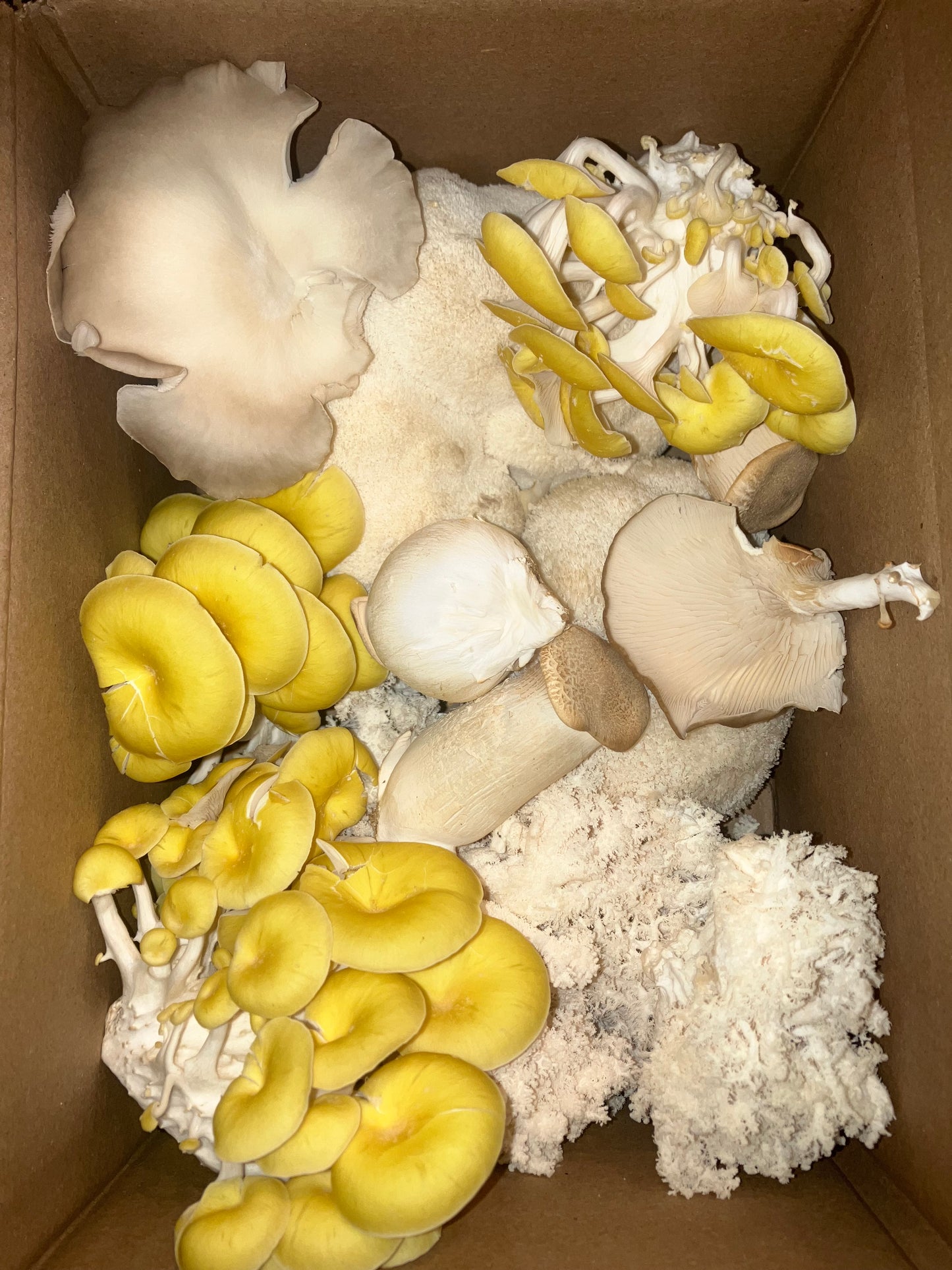 Fresh Mushroom Variety Box