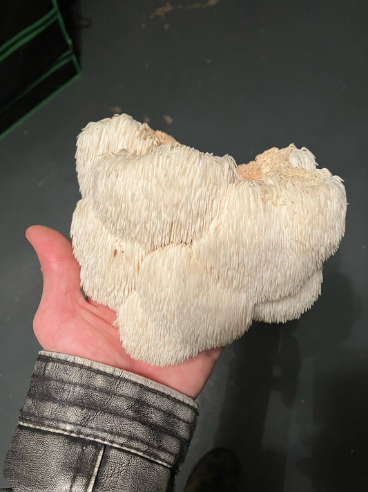 Fresh Lion's Mane (Hericium erinaceus)