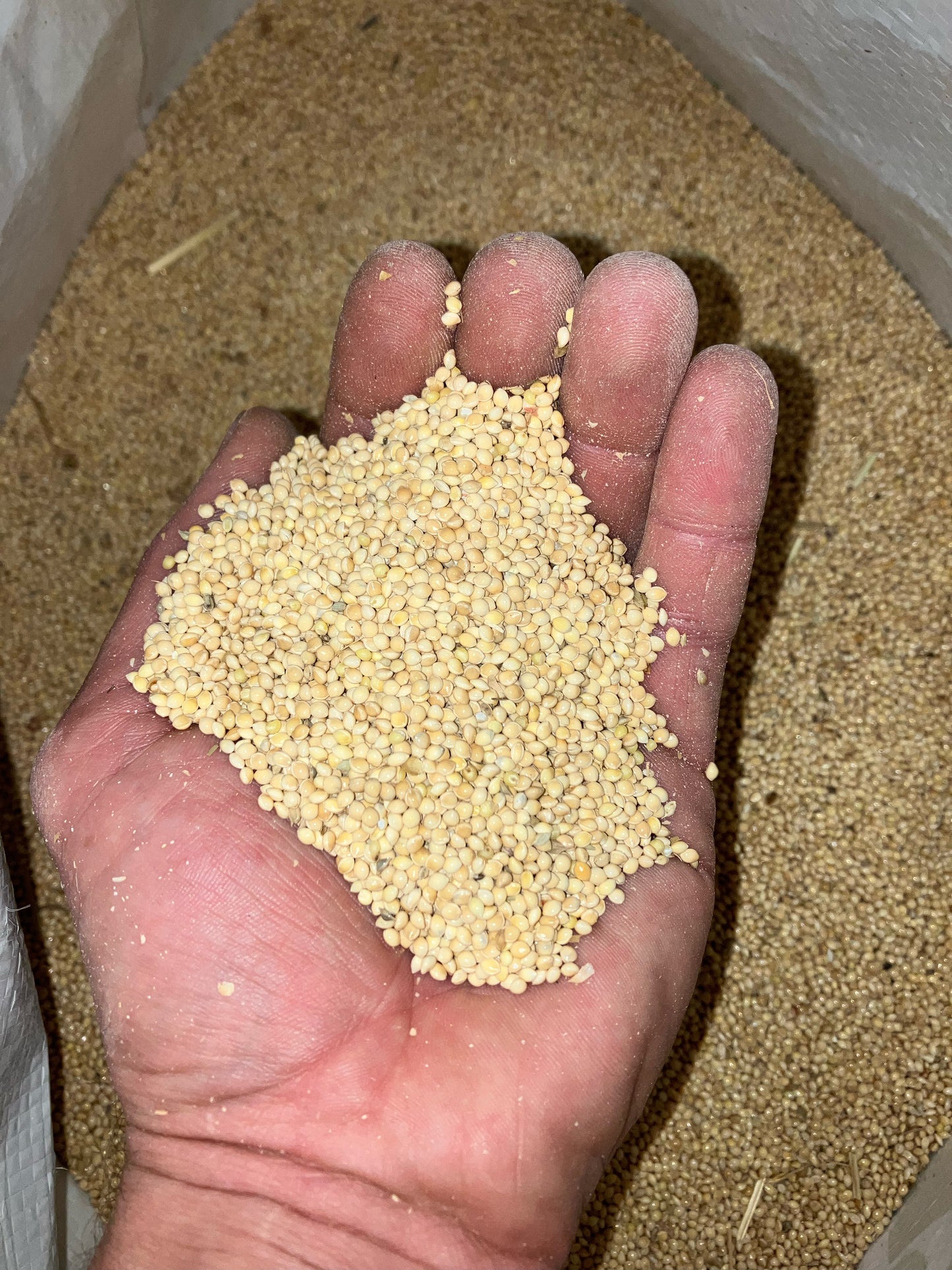 White Proso Millet, 50lb